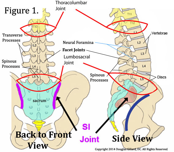 lumbar spine anatomy