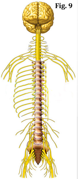 central nervous system