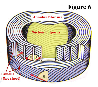 lamellae