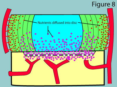 disc feeding