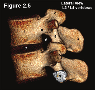 sagittal