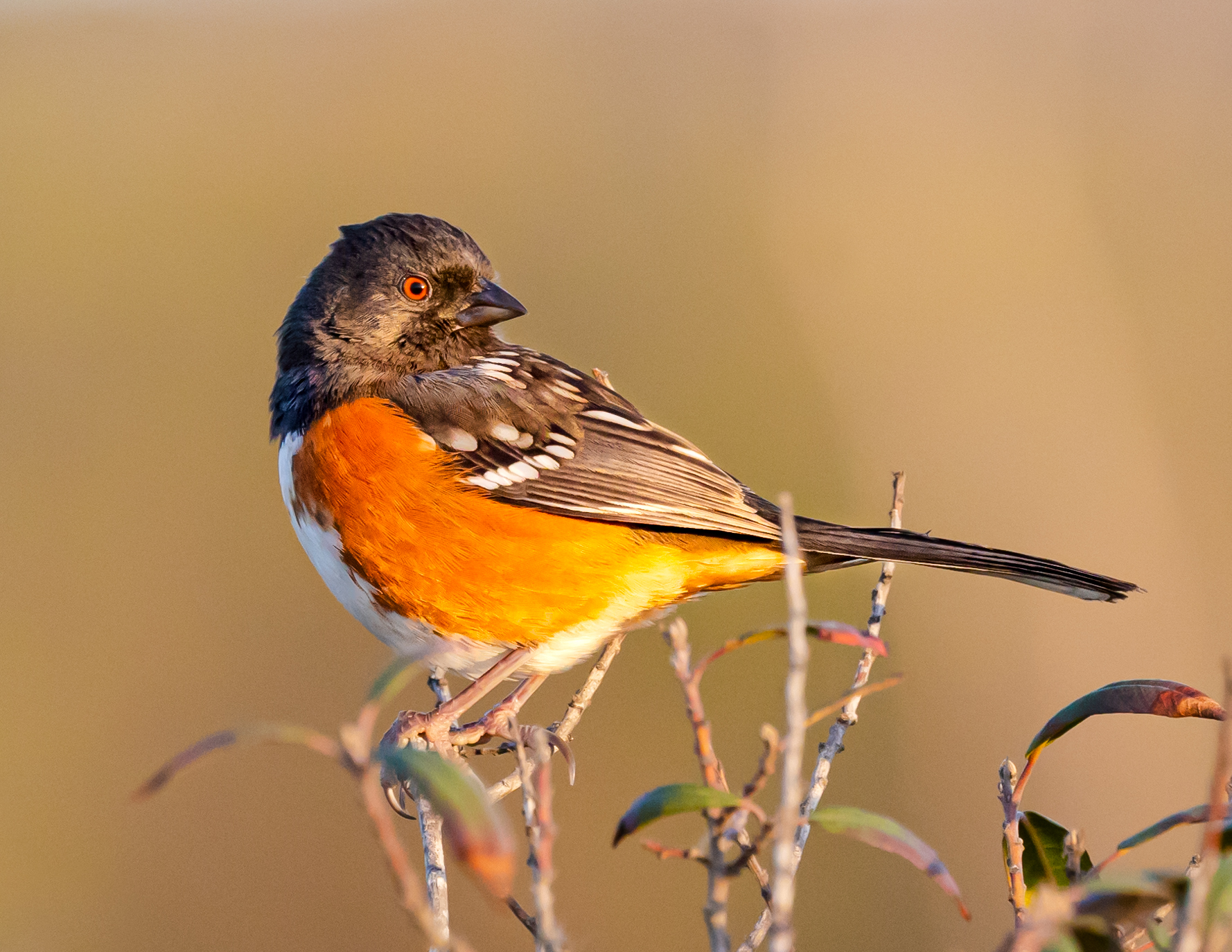 spotted towhee